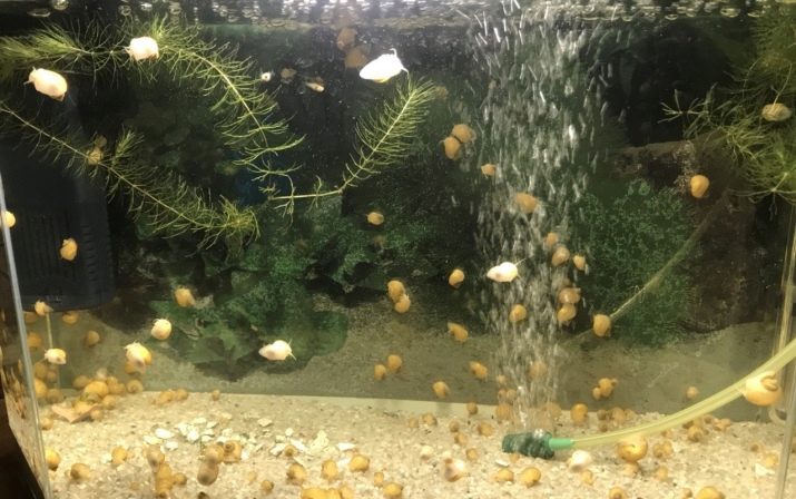 Польза улиток ампулярий в аквариуме