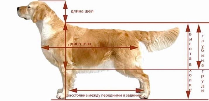 Какой будет рост собаки