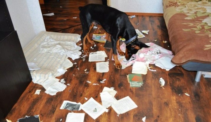 Как отучить собаку грызть мебель, вещи и все подряд