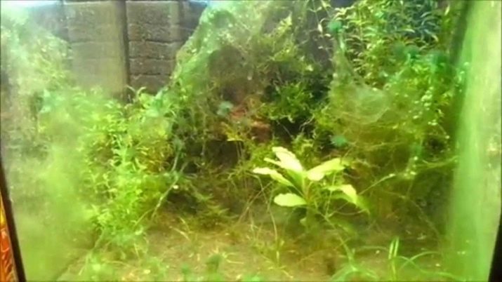 Как вылечить растения от водорослей