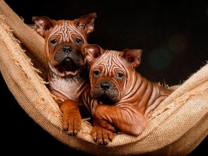Кошки китайские породы собак