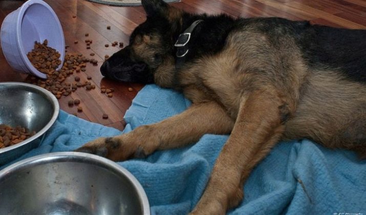 Каким сухим кормом лучше кормить восточно европейскую овчарку