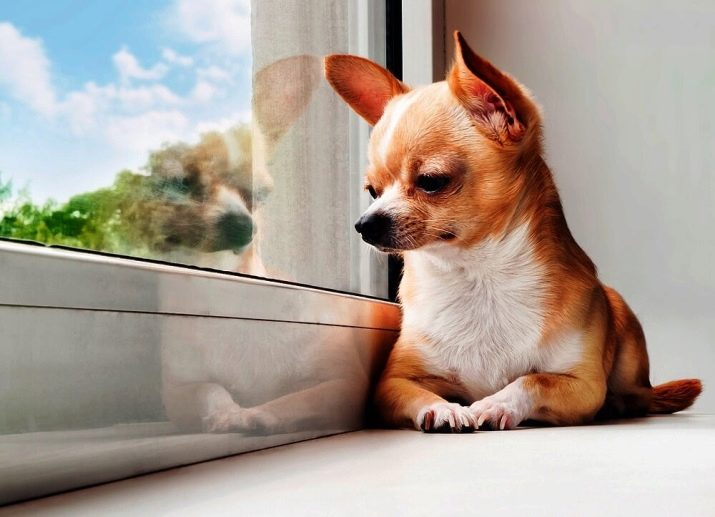 Самая маленькая порода собак фото для квартиры