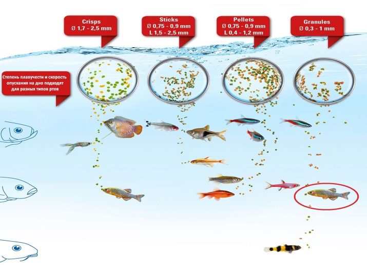 Аквариумные рыбки сколько кормить