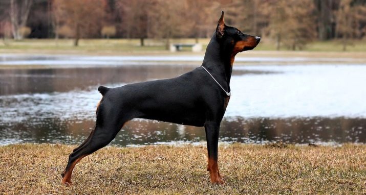 Немецкие породы собак средних размеров