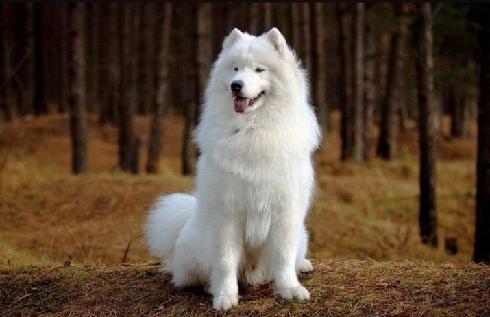 Белые пушистые собаки (37 фото) представители больших и маленьких
