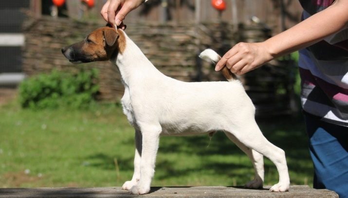 Маленькая гладкошерстная собака с большими ушами порода