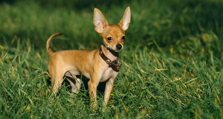Маленькие породы собак гладкошерстные с стоячими ушами