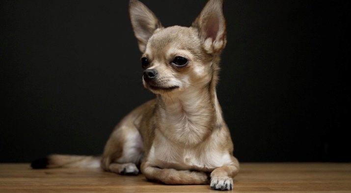 Маленькая гладкошерстная собака с большими ушами порода