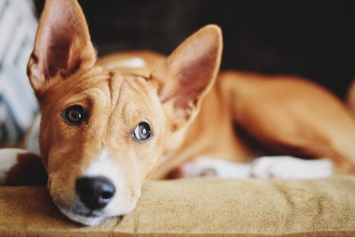 Какие породы собак считаются самыми глупыми — ответ вас удивит