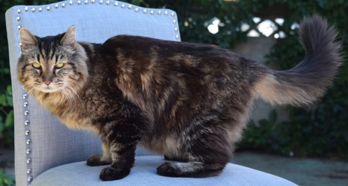 Сколько лет прожил самая старая кошка в мире