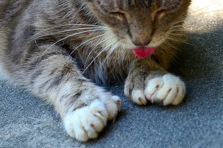 Порода кошек с 6 пальцами на лапах