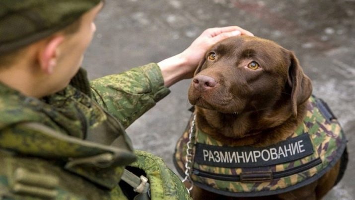 Жесты собак в картинках с названиями