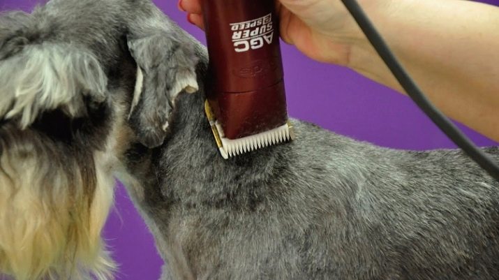 Как правильно подстричь брови цвергшнауцеру