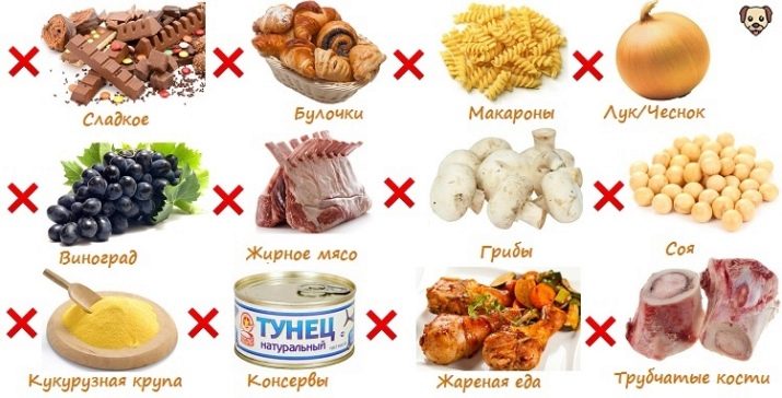 Собаки породы мопс черный