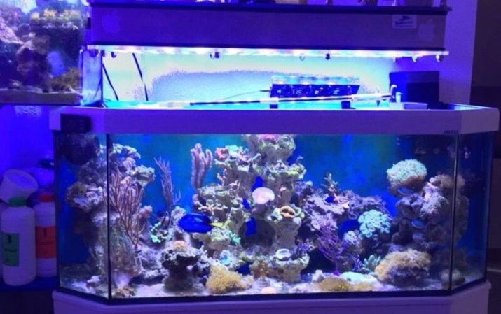 akvariumy na 200 litrov razmery skolko i kakih ryb mozhno derzhat 10