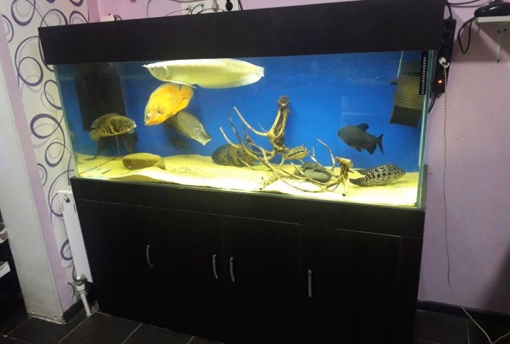 akvariumy na 200 litrov razmery skolko i kakih ryb mozhno derzhat 5