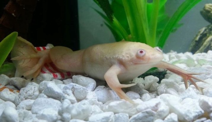 Белые лягушки в аквариуме содержание и болезни