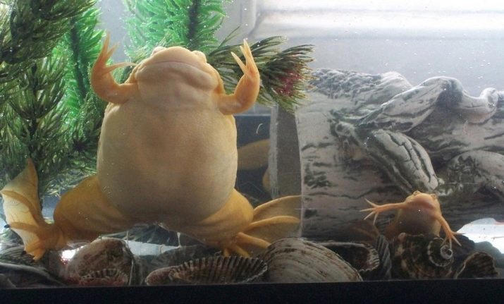 Белые лягушки в аквариуме содержание и болезни
