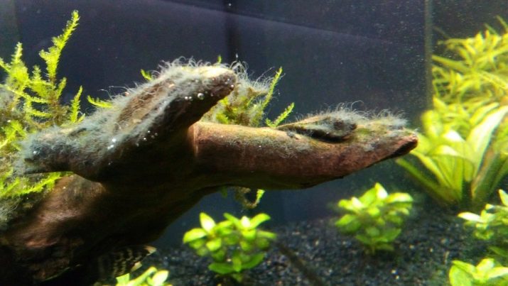 Как отмыть черные водоросли из аквариума
