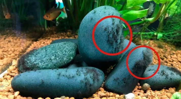 Как отмыть черные водоросли из аквариума