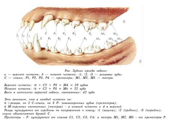 Как узнать какие у собаки зубы