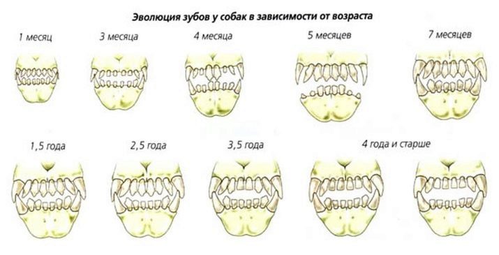 Как узнать какие у собаки зубы thumbnail