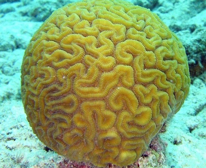 Можно ли выращивать кораллы в домашних условиях?