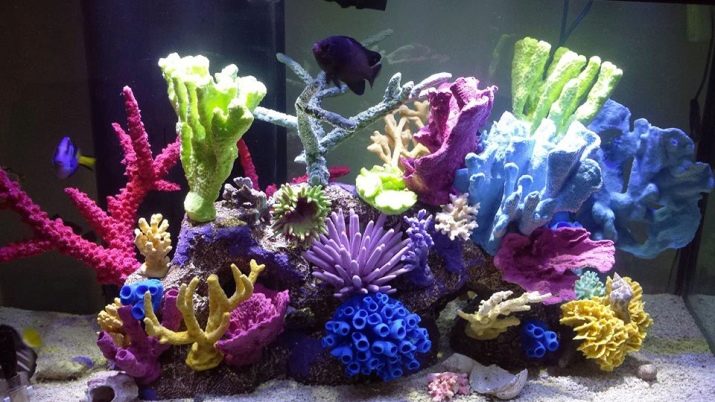 Можно ли выращивать кораллы в домашних условиях?