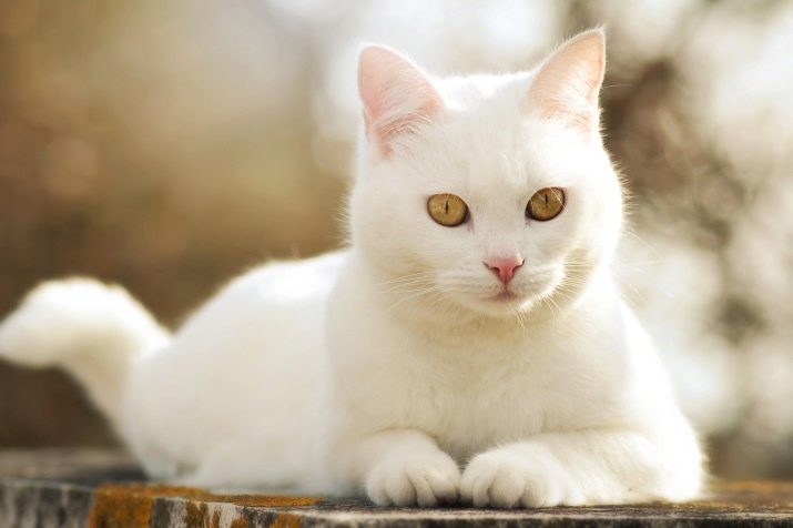 Порода кошек палевого цвета