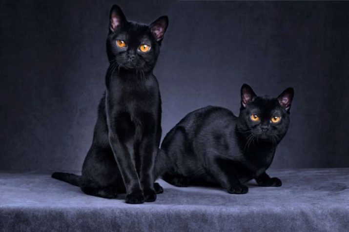 Кошки цвета порода фото