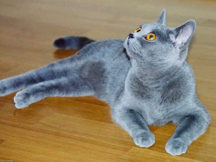 Какие породы кошек бывают фото с окрасом