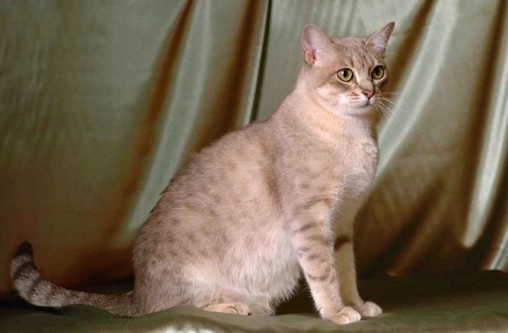 Породы кошек с фотографиями и названиями окрас