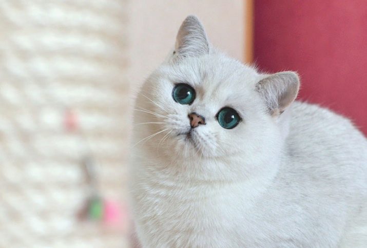 Какого цвета бывают кошки фото