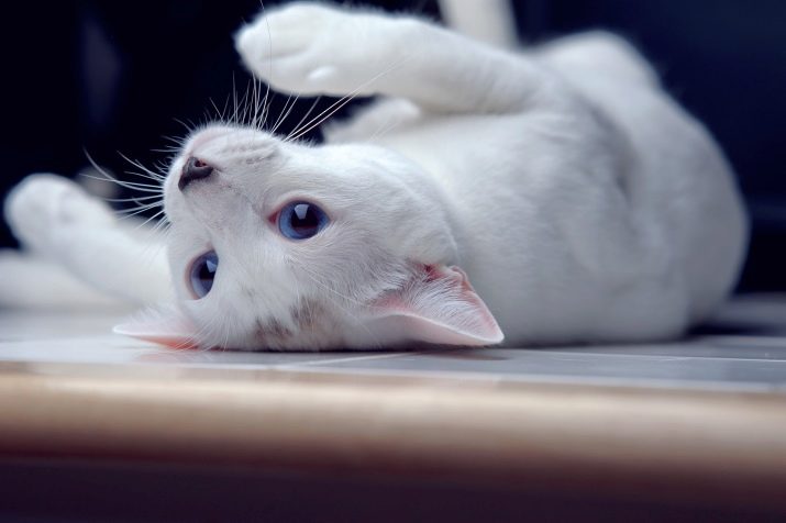 Какие породы кошек бывают фото с окрасом