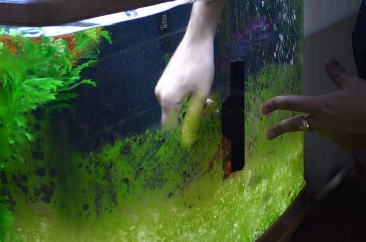 Чем и как отмыть аквариум