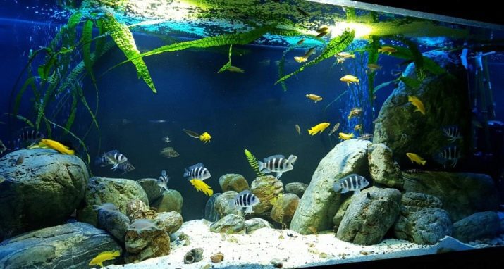 Ряска в аквариуме польза или вред