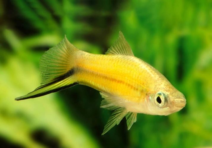 В желтом купальнике рыбка