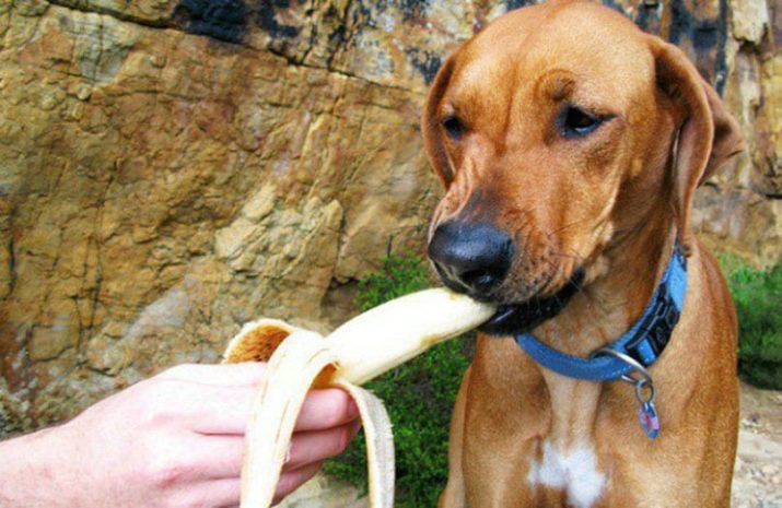 Аллергия у собак на банан