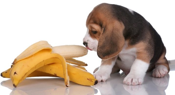 Аллергия у собак на банан