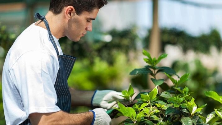 Профессии, связанные с растениями: ботаник и озеленитель, цветовод (цветочница) и другие профессии, связанные с растениеводством