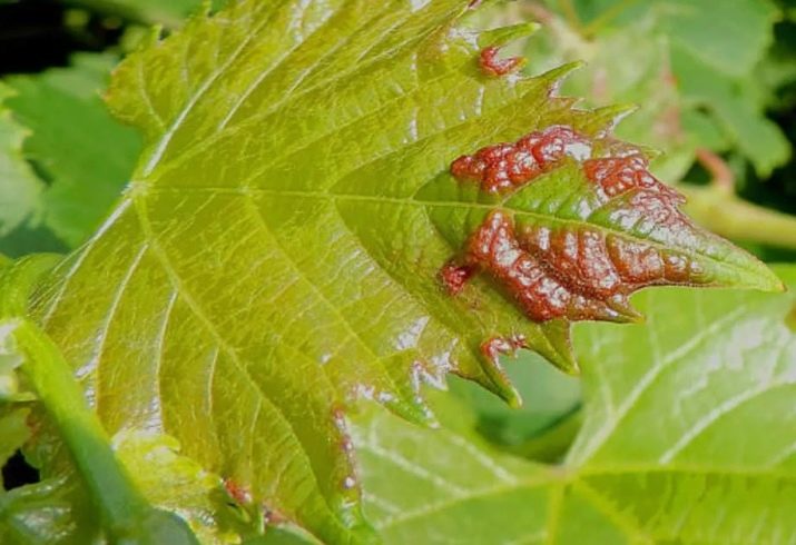 Пожелтение виноградных листьев: почему это случилось и как быть