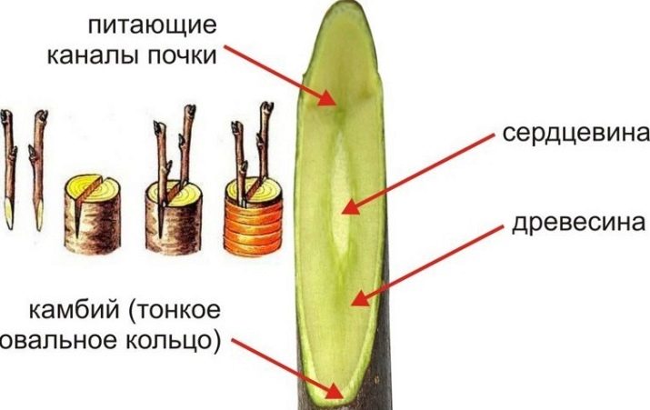 Прививка винограда весной для начинающих в картинках пошагово