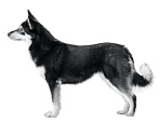 Лопарская (Лапландская) оленегонная собака