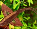 Рыба-бабочка (пантодон)