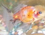 Ситцевая Золотая рыбка