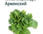 Кинза (кориандр) Армянский