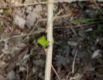 Красный киви (Actinidia melanandra)