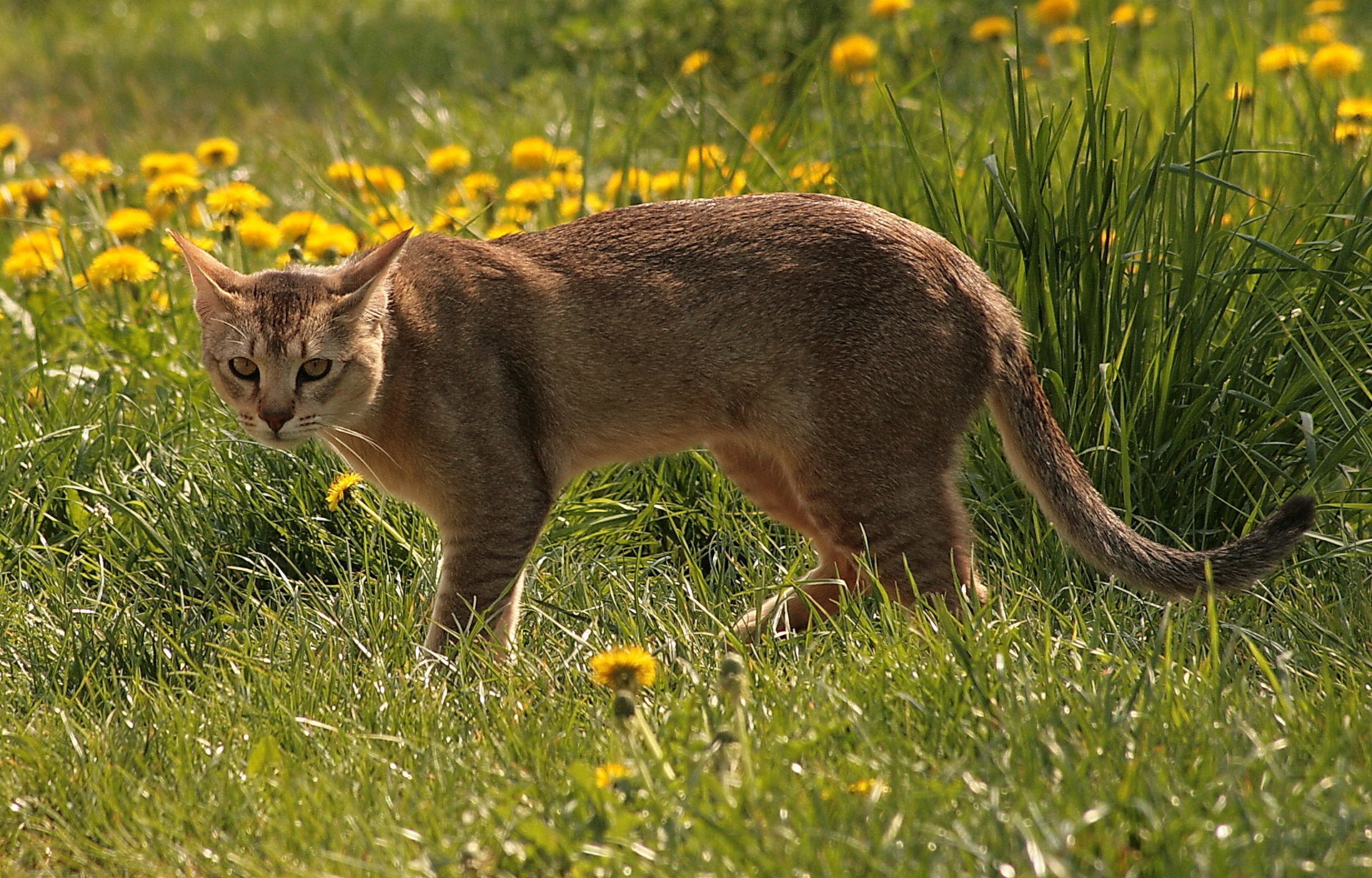 Коты породы чаузи фото