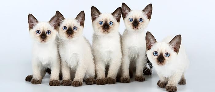 Сиамская кошка и тайская